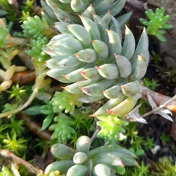 Sedum sediforme 葉