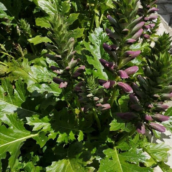 Acanthus mollis 花