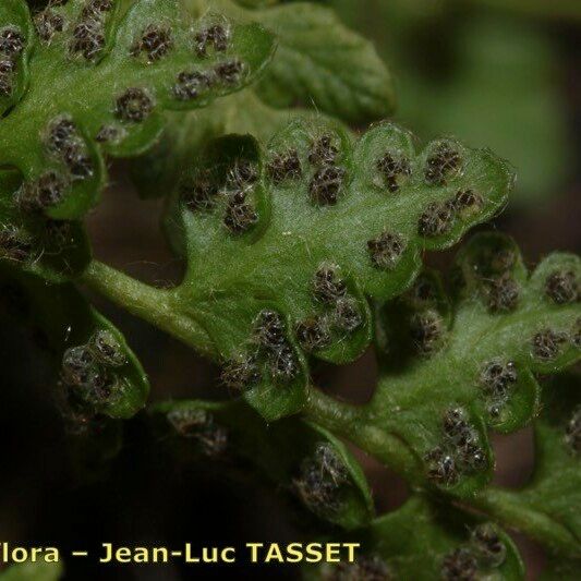 Woodsia alpina Alia