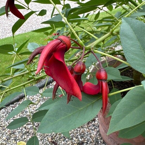 Erythrina crista-galli Kvet