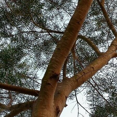 Acacia confusa Koor