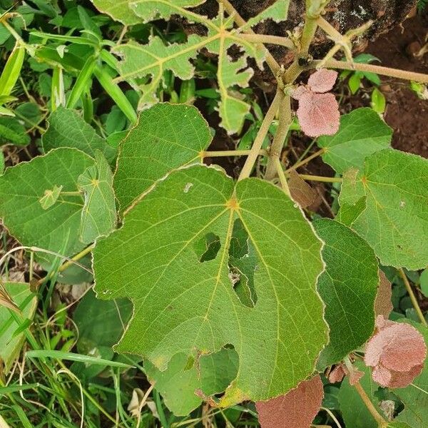 Dombeya rotundifolia Leaf