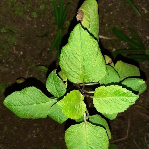 Arisaema triphyllum برگ