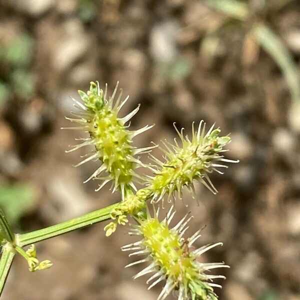 Caucalis platycarpos ফল