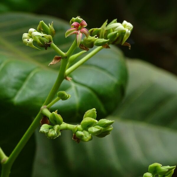 Anacardium occidentale 花