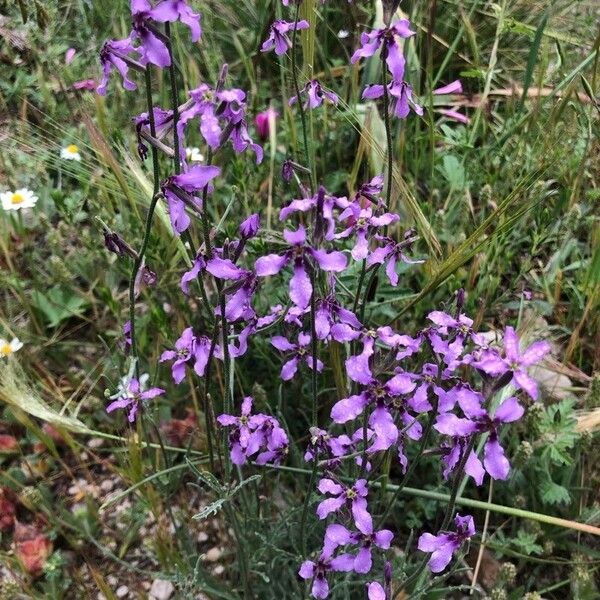 Chorispora tenella Цвят