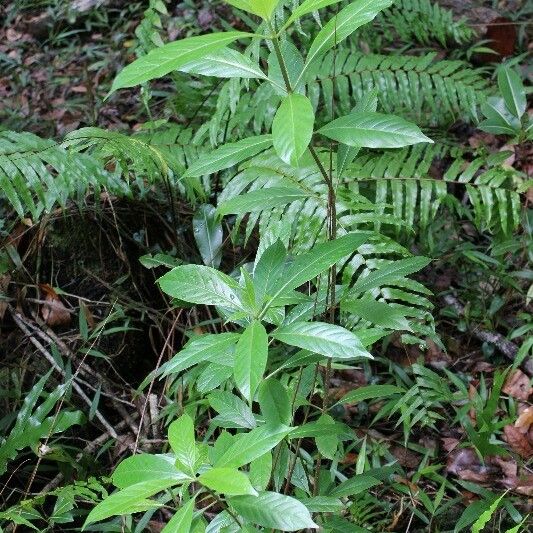 Antirhea borbonica Habit