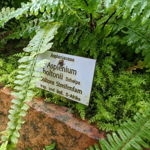 Asplenium boltonii Other