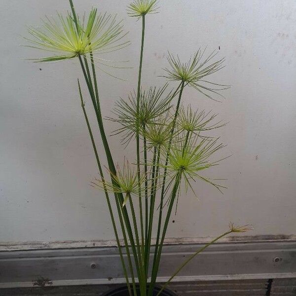 Cyperus haspan Habitus