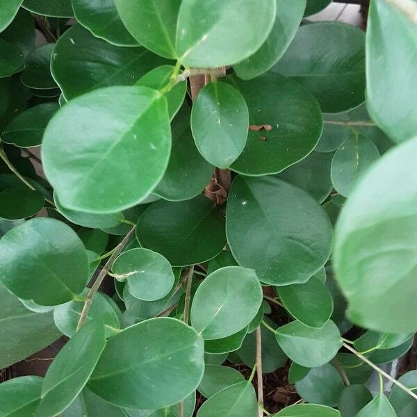 Ficus microcarpa Leaf