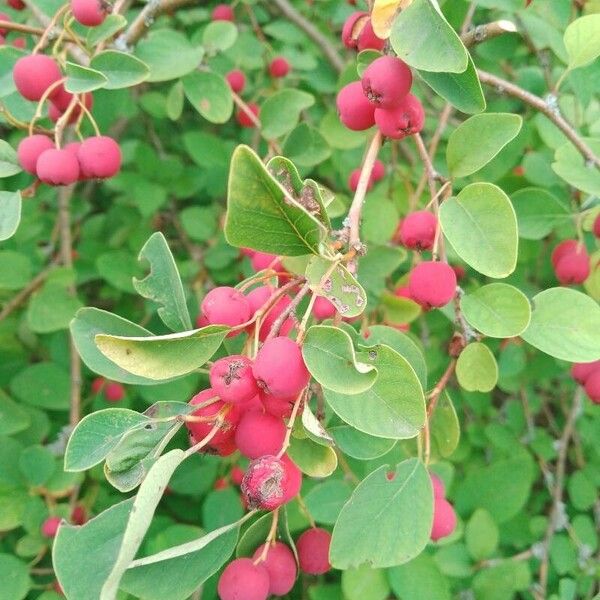 Cotoneaster multiflorus Frugt