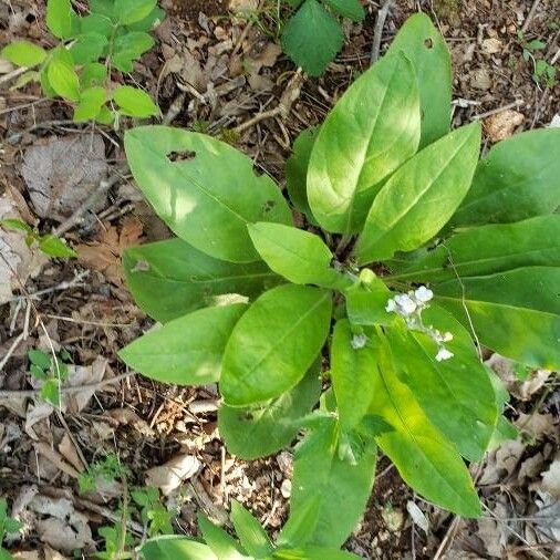 Andersonglossum virginianum برگ