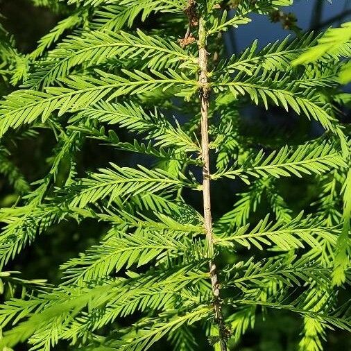 Taxodium distichum Blatt