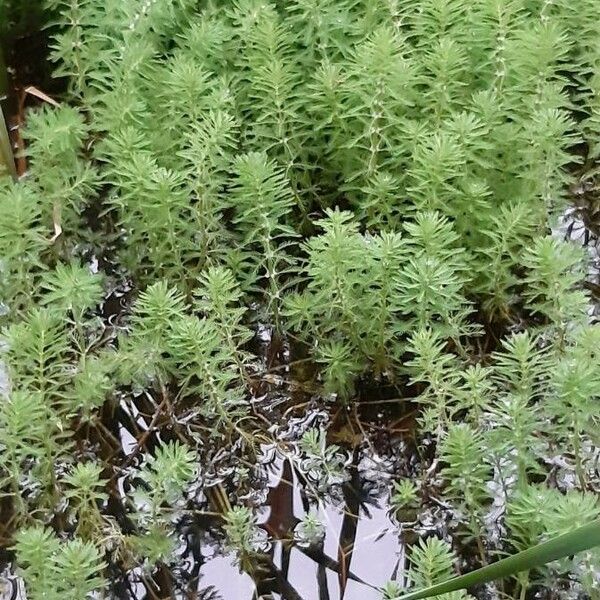 Myriophyllum aquaticum Hoja