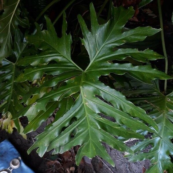 Thaumatophyllum bipinnatifidum Leaf