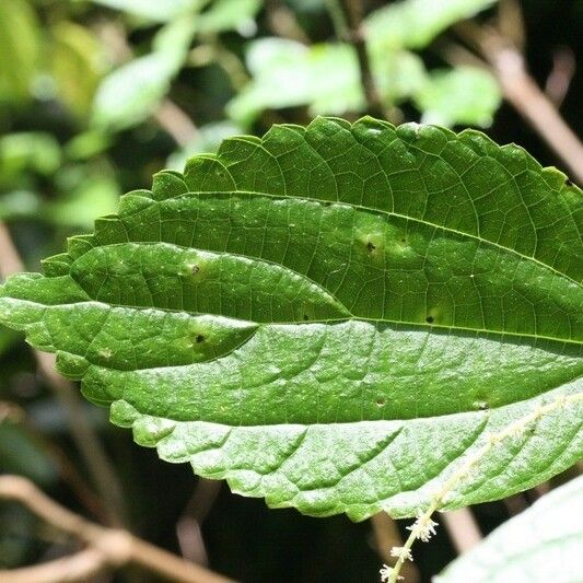 Boehmeria japonica Leaf