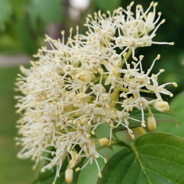 Cornus alternifolia Flower