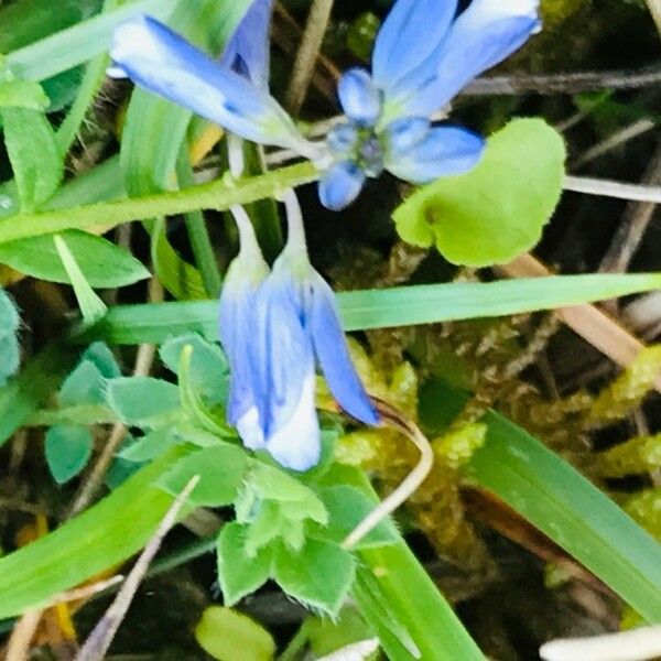 Polygala calcarea 花