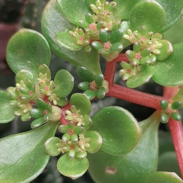 Sedum makinoi 花