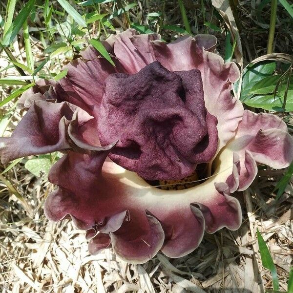 Amorphophallus paeoniifolius Λουλούδι