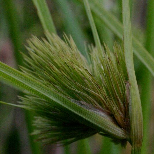 Carex bohemica Other