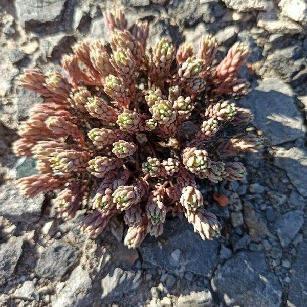 Sedum lanceolatum Leaf