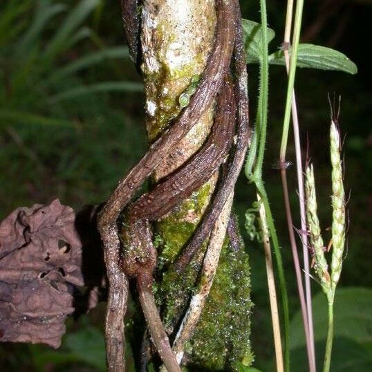 Ipomoea tiliacea Fruchs