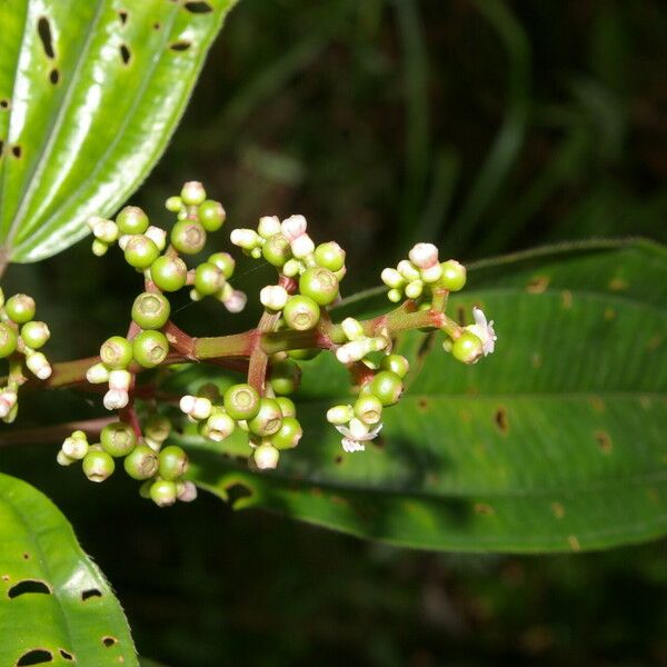 Miconia ciliata পাতা