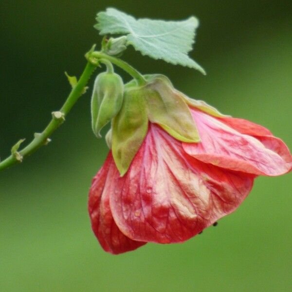 Abutilon striatum Flower