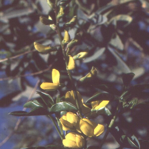Adenocarpus anagyrifolius Flower