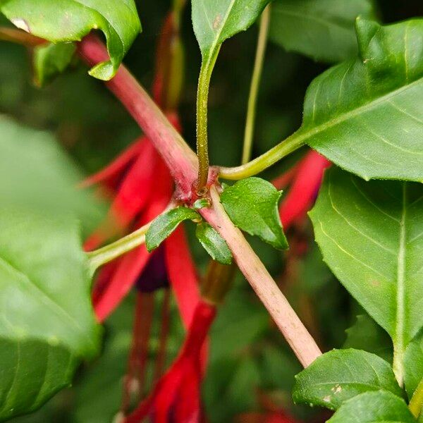 Fuchsia magellanica Bark