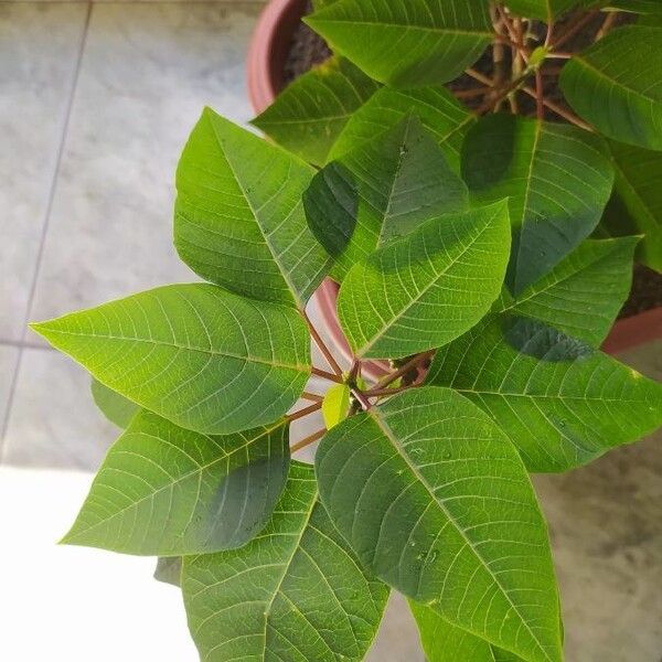 Euphorbia pulcherrima Leaf