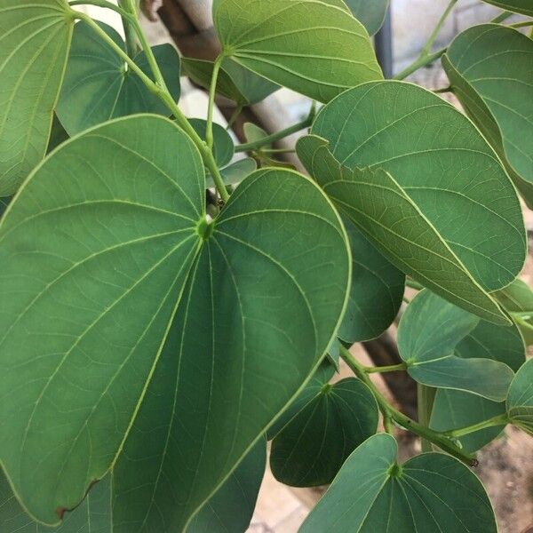 Bauhinia purpurea पत्ता