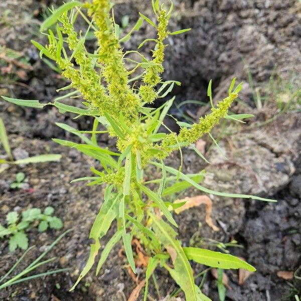 Rumex maritimus Kukka