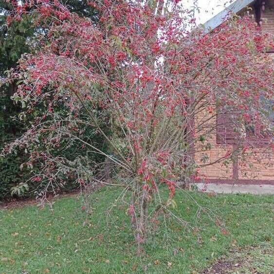 Euonymus europaeus Habit