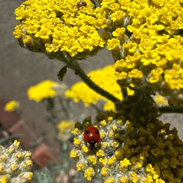 Achillea tomentosa Flower