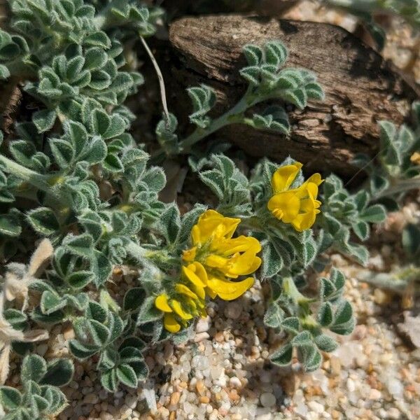 Medicago marina Цвят