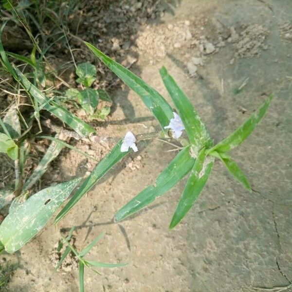 Cyanotis axillaris Blatt