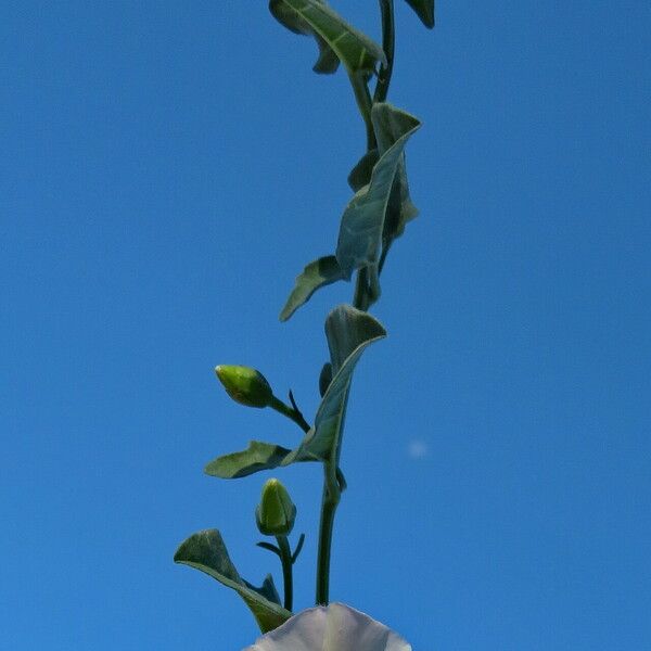 Convolvulus arvensis Blomma