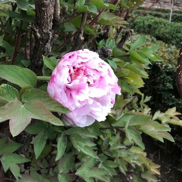 Paeonia × suffruticosa Bloem