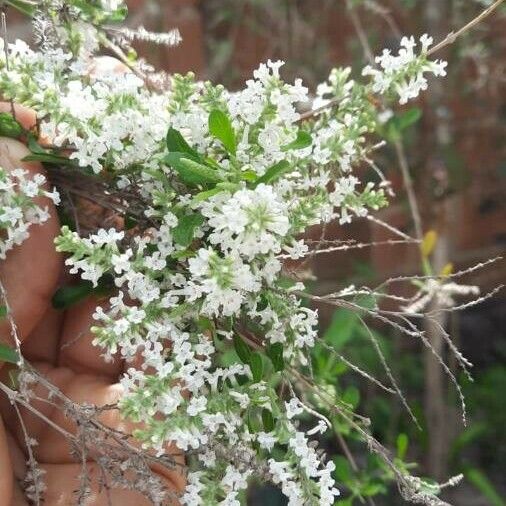 Aloysia gratissima Flower