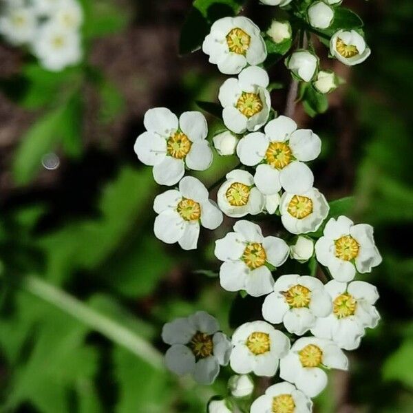 Spiraea hypericifolia Blomma