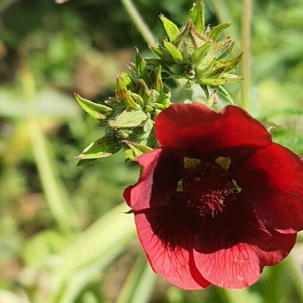 Potentilla thurberi 花