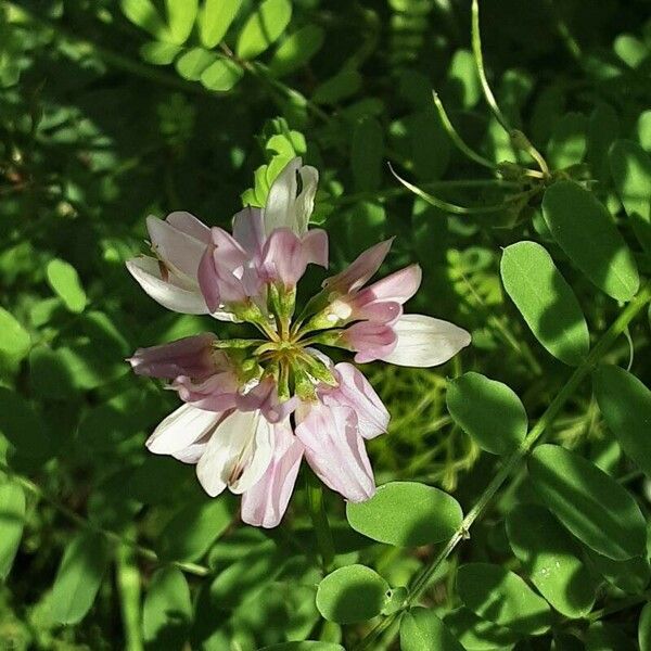 Coronilla varia Цветок