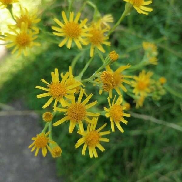 Jacobaea erucifolia Žiedas