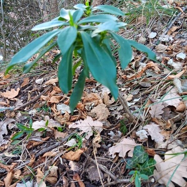 Daphne laureola Leaf