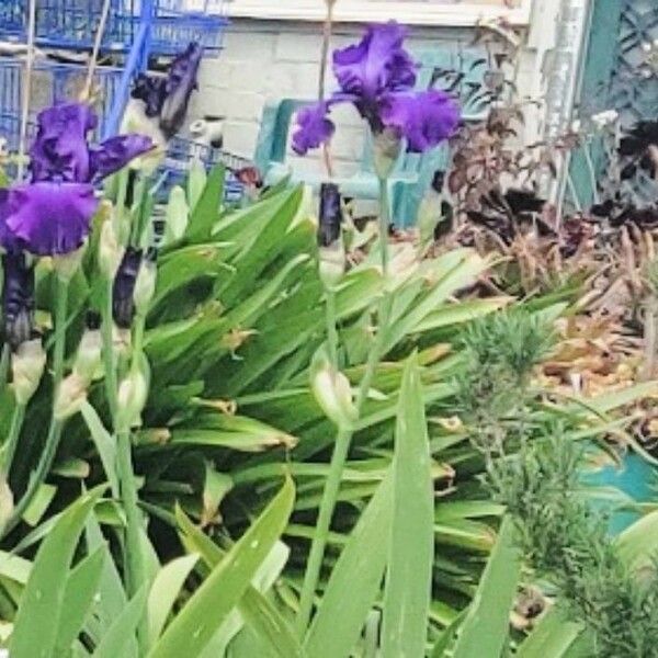 Iris × germanica Blüte