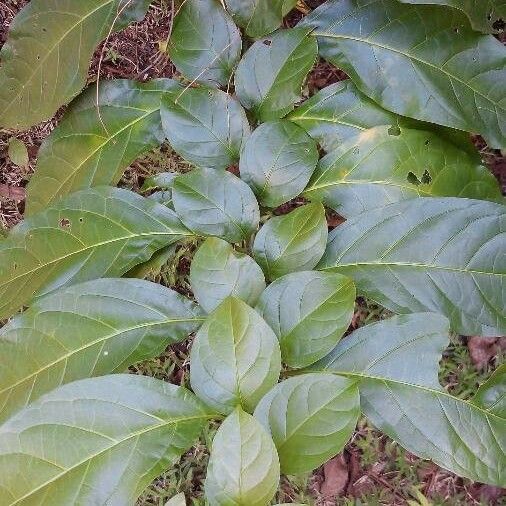 Solanum arboreum ᱥᱟᱠᱟᱢ