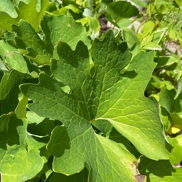 Sanguinaria canadensis Blad