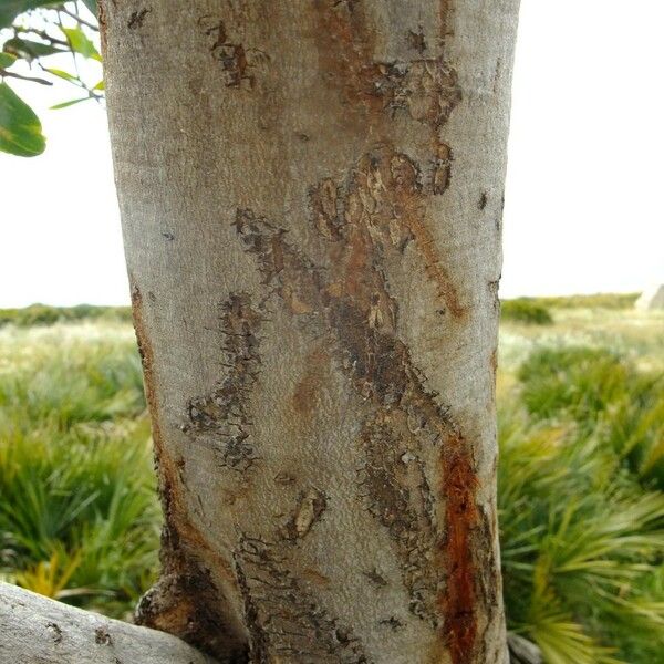 Acacia saligna Bark